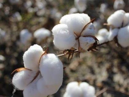 Cotton production in the country declined by 90.20 lakh bales | देशात कापसाचे उत्पादन ९०.२० लाख गाठींनी घटले