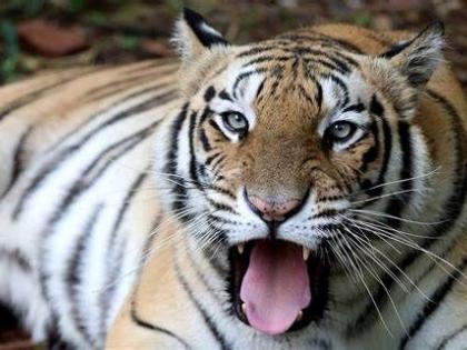 A tiger attacked a farmer who went to guard the paddy | धानाची रखवाली करायला गेलेल्या शेतकऱ्यावर वाघाचा हल्ला