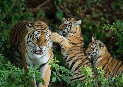 World Wildlife Day Special; Over 200 tigers were killed by poachers | जागतिक वन्यजीव दिवस विशेष; २०० वर वाघांचा शिकाऱ्यांनी घेतला बळी