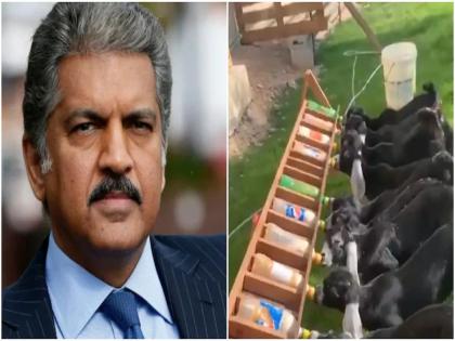 Tailpower anand mahindra shared a cute animal video he says i think its new form of energy | लय भारी! हा आहे वीज निमिर्तीचा जबरदस्त जुगाड; आनंद महिंद्रांनी शेअर केला व्हिडीओ अन् म्हणाले....