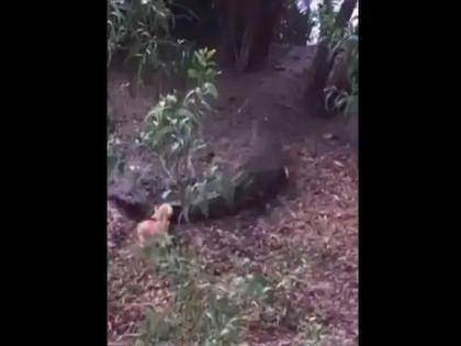 Rocodile afraid little dog and run video viral on social media | याला म्हणतात दरारा! छोट्याश्या कुत्र्याच्या पिल्लाला घाबरून मगरीनं काढला पळ; पाहा व्हायरल VIDEO