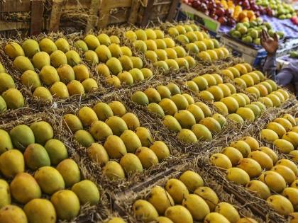 Hapus mangoes are being sold in the retail market at a price of Rs.700 to Rs.2000. | हापूस सामान्यांच्या आवाक्यात कधी येणार?; किरकोळ मार्केटमध्ये ७०० ते २००० रुपये डझन