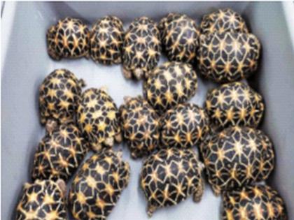 Record rise in smuggling of rare animals and birds; 70 thousand animals and birds caught in 9 years, action of DRI | दुर्मीळ पशुपक्ष्यांच्या तस्करीत विक्रमी वाढ; ९ वर्षांत ७० हजार पशुपक्षी पकडले, डीआरआयची कारवाई