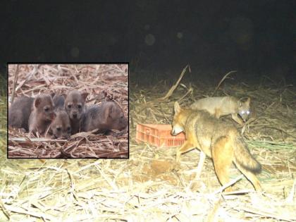 Newborn fox cubs found in sugarcane field, delivered safely to mother arms by Kolhapur forest department | ऊसाच्या फडात आढळली कोल्ह्याची नवजात पिल्ले, कोल्हापूरच्या वनविभागाने सुखरुप पोहचवले आईच्या कुशीत 