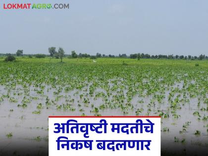The criteria for heavy rainfall will be changed to apply all the criteria for wet drought; Cabinet approval soon | अतिवृष्टीचे निकष बदलून ओल्या दुष्काळाचे सर्व निकष लागू करणार; लवकरच मंत्रिमंडळाची मान्यता The criteria for heavy rainfall will be changed to apply all the criteria for wet drought; Cabinet approval soon | अतिवृष्टीचे निकष बदलून ओल्या दुष्काळाचे सर्व निकष लागू करणार; लवकरच मंत्रिमंडळाची मान्यता