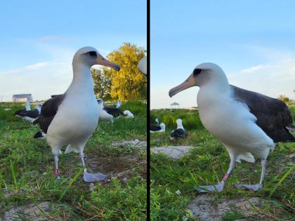 world oldest known wild bird wisdom returned to midway atoll America photos goes viral know her age | World Oldest bird Viral Photo: हा आहे जगातील सर्वात म्हातारा पक्षी, वय समजल्यावर लोकही झाले थक्क