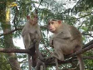 Monkey Falaton in the Chinese Air Force | चिनी हवाई दलात माकडांची फलटण Monkey Falaton in the Chinese Air Force | चिनी हवाई दलात माकडांची फलटण