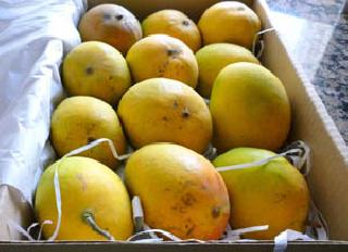 Mango exports to Gulf countries: US exports to increase: European bans do not have any impact on trade | आंबा निर्यातीसाठी आखाती देशांना प्राधान्य अमेरिकेतील निर्यातही वाढणार : युरोप बंदीचा व्यापारावर परिणाम नाही