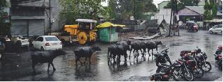 Seasonal rainfall receipt with storm | वादळासह संततधार पावसाची हजेरी Seasonal rainfall receipt with storm | वादळासह संततधार पावसाची हजेरी