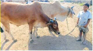 Farmer son's play | शेतकरी पुत्राचा खेळ.. Farmer son's play | शेतकरी पुत्राचा खेळ..