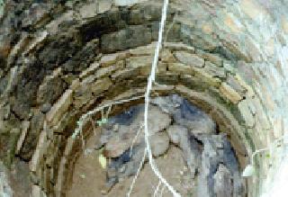 The incident occurred in the eight wild pokarev narnha lying in the well | विहिरीत पडले आठ रानटी डुकरे नरव्हा येथील घटना The incident occurred in the eight wild pokarev narnha lying in the well | विहिरीत पडले आठ रानटी डुकरे नरव्हा येथील घटना