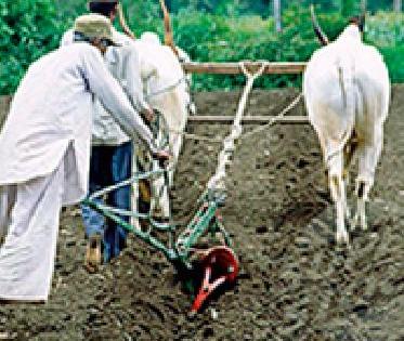 13 thousand for olita farming and 10 thousand for every dry land | ओलिताच्या शेतीला १३ हजार तर कोरडवाहूसाठी १० हजार प्रतिहेक्टरी कर्ज 13 thousand for olita farming and 10 thousand for every dry land | ओलिताच्या शेतीला १३ हजार तर कोरडवाहूसाठी १० हजार प्रतिहेक्टरी कर्ज