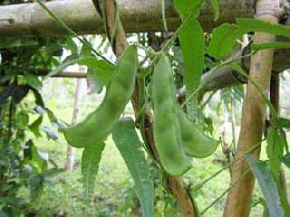 'Potato' new varieties of vegetables grow! | ‘पावटा’ भाजीपाला पिकाचे नवे वाण विकसित!