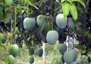 51 kinds of mangoes saved on a single tree | एकाच झाडावर जतन केले ५१ प्रकारचे आंबे