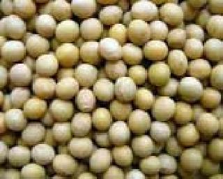 Black market of soybean seeds? | सोयाबीन बियाणांचा काळा बाजार? Black market of soybean seeds? | सोयाबीन बियाणांचा काळा बाजार?
