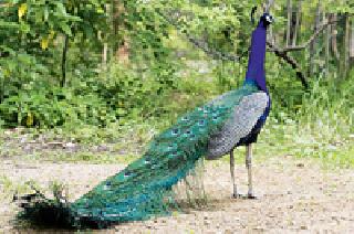 With the free exchange of peacock, the constellation of Vadali has flourished | मोरांच्या मुक्त संचाराने वडाळीचे नक्षत्र वन बहरले With the free exchange of peacock, the constellation of Vadali has flourished | मोरांच्या मुक्त संचाराने वडाळीचे नक्षत्र वन बहरले