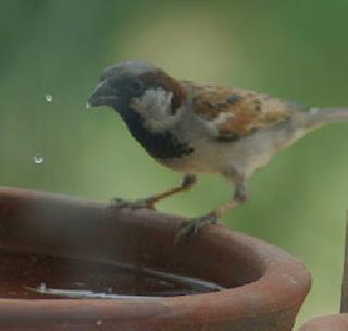 Dombivlikar youth struggle for the promotion of sparrows | चिमण्यांच्या संवर्धनासाठी डोंबिवलीकर तरूणाची धडपड Dombivlikar youth struggle for the promotion of sparrows | चिमण्यांच्या संवर्धनासाठी डोंबिवलीकर तरूणाची धडपड