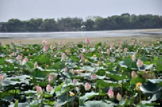 Lily blossom .. | कमळ फुलले..