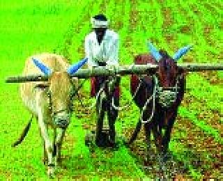 Farmers worry about falling prices of farming | शेतीमालाचे भाव पडल्याने शेतकरी चिंताग्रस्त