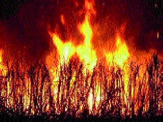 Sharkscreat at Chinchoti, burned by two acres of sugarcane | चिंचोटी येथे शॉर्टसर्किटने दोन एकर ऊस जळून खाक Sharkscreat at Chinchoti, burned by two acres of sugarcane | चिंचोटी येथे शॉर्टसर्किटने दोन एकर ऊस जळून खाक