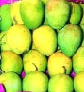 Artificially spawned 4.5 million quintals of mangoes | कृत्रिमरित्या पिकविलेला साडेचार क्विंटल आंबा केला नष्ट