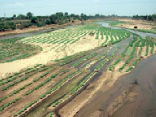 Dangaracha planting: | डांगराची लागवड : Dangaracha planting: | डांगराची लागवड :
