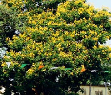 The blooming flower: | गुलमोहर फुलला :