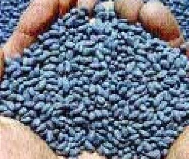 Soya bean scarcity | सोयाबीनचा तुटवडा भासणार