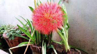 May Flower: | मे फ्लॉवर :
