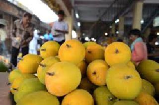 Gavran Haapos did karghodi on 'king' | गावरान हापूसने केली ‘राजा’वर कुरघोडी