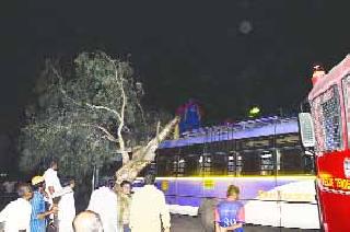 The trees collapsed on the bus | बसच्या टपावर झाड कोसळले