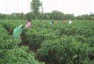 The area of ​​pepper grew two and a half times | मिरचीचे क्षेत्र दीडपटीने वाढले