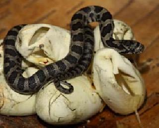 Snake eggs found in the house | घरात सापडली सापाची अंडी Snake eggs found in the house | घरात सापडली सापाची अंडी
