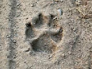 Leopard footprint in Bhimashankar | भीमाशंकरमध्ये बिबट्याच्या पाऊलखुणा Leopard footprint in Bhimashankar | भीमाशंकरमध्ये बिबट्याच्या पाऊलखुणा