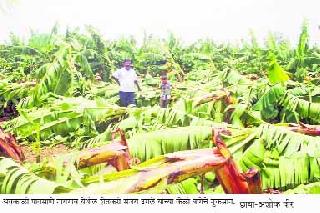 Windy rain in Nahuli, Naigaon and Kharda areas | नाहुली, नायगाव, खर्डा भागात वादळी पाऊस