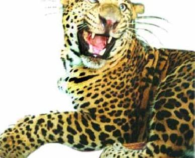 'Sai' escaped from the clutches of leopard | बिबट्याच्या तावडीतून ‘साई’ बचावला