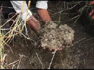 Demand for loss of losses | अवकाळीच्या नुकसानीचे पंचनामे करण्याची मागणी Demand for loss of losses | अवकाळीच्या नुकसानीचे पंचनामे करण्याची मागणी