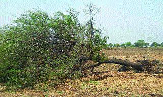 Windy and hailstorm | वादळी वारे अन् गारपिटीचा तडाखा Windy and hailstorm | वादळी वारे अन् गारपिटीचा तडाखा