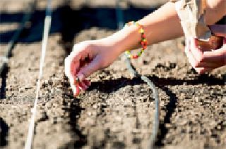 Seedabara seed! | ‘सातबारा’वर बियाणे! Seedabara seed! | ‘सातबारा’वर बियाणे!