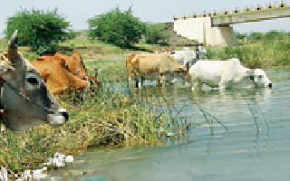 Bull water is to be used to heat the heat ... | उन्हाची दाहकता शमविण्याकरिता बैल पाण्यावर... Bull water is to be used to heat the heat ... | उन्हाची दाहकता शमविण्याकरिता बैल पाण्यावर...