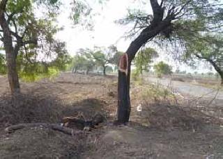 Illegal tree trunk on the Barshittikalkali-Kapasya road | बार्शीटाकळी-कापशी मार्गावर अवैध वृक्षतोड