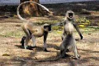 A group of monkeys in the city of Gevrai | वानरांच्या टोळीचा गेवराई शहरात धुमाकूळ