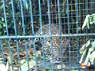 Finally, the leopard again in the forest | अखेर बिबट्या पुन्हा जंगलात