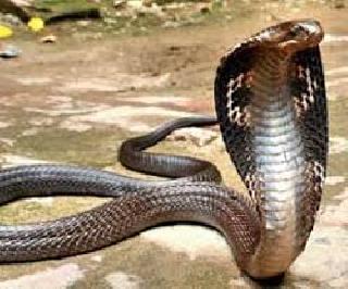 Chimaridi death due to snake bite | सर्पदंश झाल्याने चिमुरडीचा मृत्यू Chimaridi death due to snake bite | सर्पदंश झाल्याने चिमुरडीचा मृत्यू