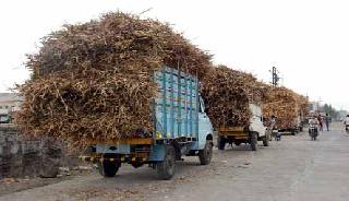 Due to the scarcity of crops, the result of dairy farming | चाराटंचाईमुळे दुग्धव्यवसायावर परिणाम