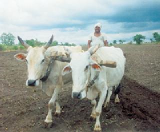 Spoofs of crop insurance! | पीक विम्याची बनवाबनवी! Spoofs of crop insurance! | पीक विम्याची बनवाबनवी!