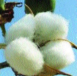 Cotton purchase of 5 lakh quintals | पाच लाख क्विंटल कापसाची खरेदी Cotton purchase of 5 lakh quintals | पाच लाख क्विंटल कापसाची खरेदी