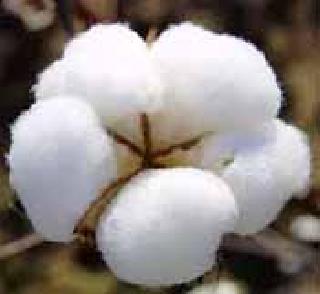 Increase in soybean sowing; Cotton to fall | सोयाबीनच्या पेर्यात वाढ; कापूस घटणार Increase in soybean sowing; Cotton to fall | सोयाबीनच्या पेर्यात वाढ; कापूस घटणार