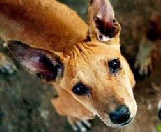 Kooterina murder: One arrested | कुत्र्याची हत्या : एकाला अटक Kooterina murder: One arrested | कुत्र्याची हत्या : एकाला अटक