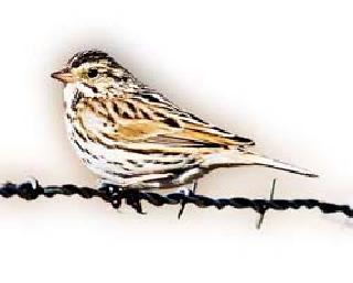 Are the sparrows really destroyed? | चिमण्या खरंच नष्ट होत आहेत? Are the sparrows really destroyed? | चिमण्या खरंच नष्ट होत आहेत?